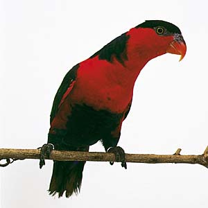 �Y�O���I�g���C���R