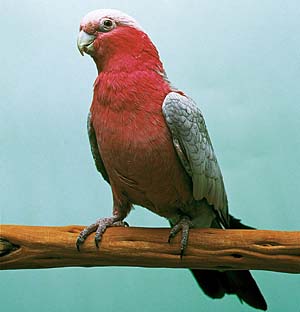 �����C���C���R