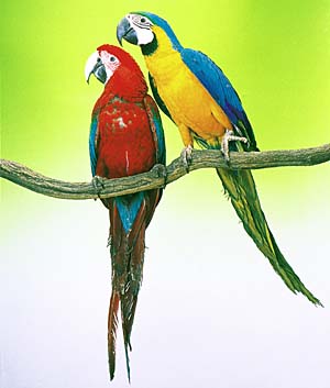 �R���S�E�C���R