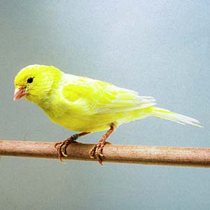 ���[�N�V���[�J�i���A