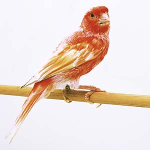 �A�J�J�i���A