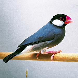 �T�N���u���`���E