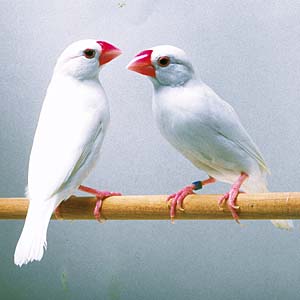 �n�N�u���`���E