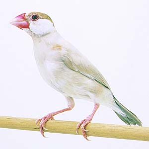 �V�i�����u���`���E