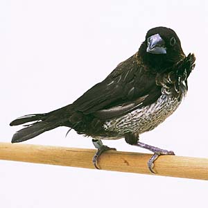 �`���_�W���E�V�}�c