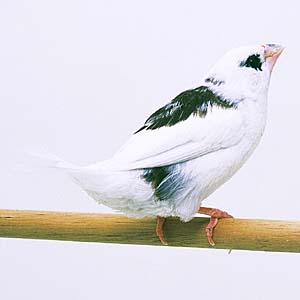 �R�u�`�W���E�V�}�c