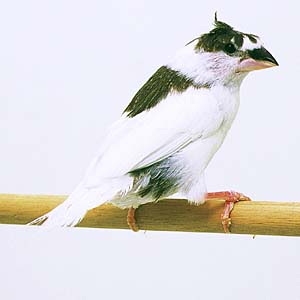 �R�u�`�{���e���W���E�V�}�c