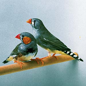 �L���J�`���E