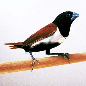 �M���p��