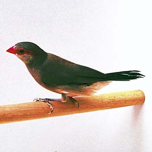 �J�G�f�`���E