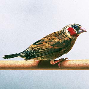 �C�b�R�E�`���E