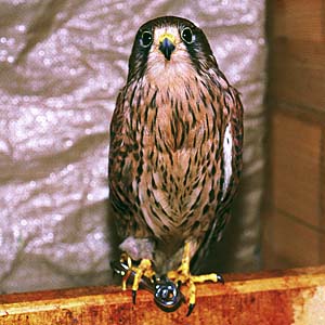 �`���E�Q���{�E