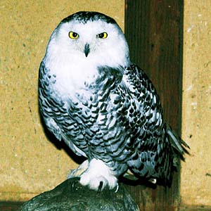 �V���t�N���E