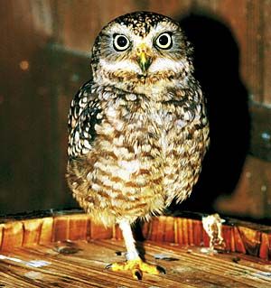 �A�i�z���t�N���E