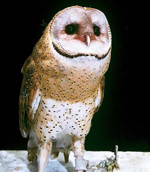 �����t�N���E