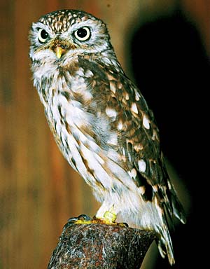 �R�L�����t�N���E