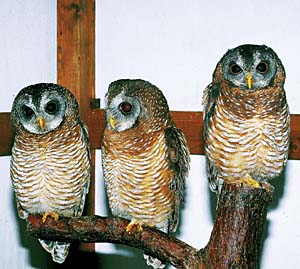 �A�t���J�q�i�t�N���E