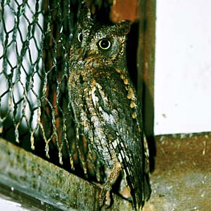 ���[���b�p�R�m�n�Y�N