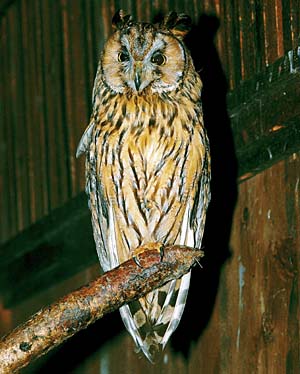 �g���t�Y�N