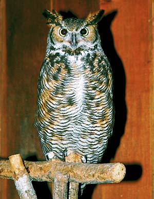 �A�����J���V�~�~�Y�N