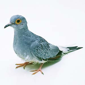 �E�X���L�o�g