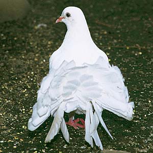 �N�W���N�o�g