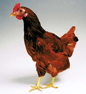 �v�`�R�b�R