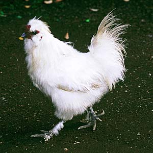 �E�R�b�P�C