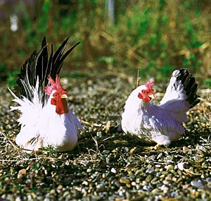 �J�c���`���{