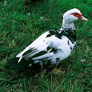 �o���P��