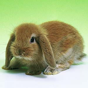 ���b�v�C���[