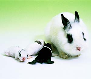 ���C�I�����r�b�g