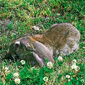 �C���O���b�V�����b�v