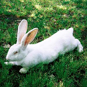 �t���~�b�V���W���C�A���g