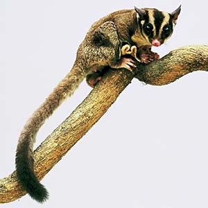 �t�N���������K