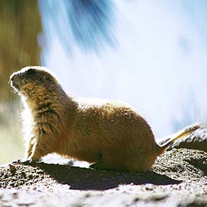 �v���[���[�h�b�O