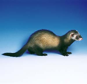 �t�F���b�g