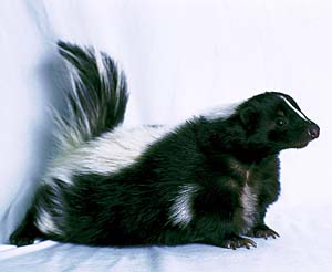 �V�}�X�J���N