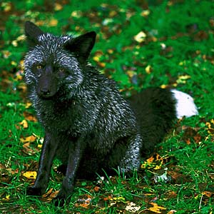 �M���M�c�l