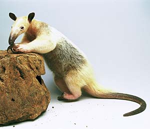 �R�A���N�C