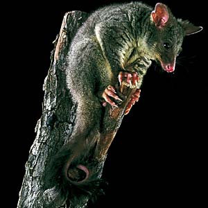 �t�N���M�c�l