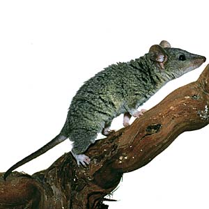 �n�C�C���W�l�Y�~�I�|�b�T��