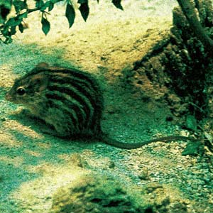 �V�}�N�T�}�E�X