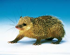 �e�����b�N