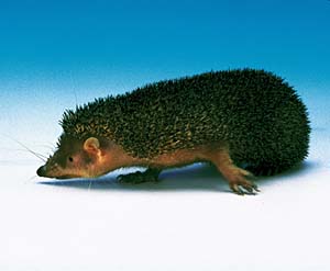 �q���n���e�����b�N