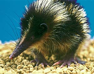 �V�}�e�����b�N