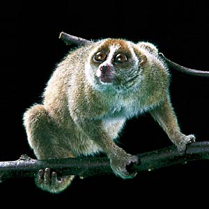 �X���[�����X