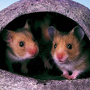 �S�[���f���n���X�^�[