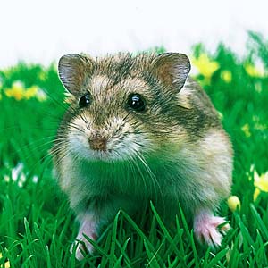 �W�����K���A���n���X�^�[