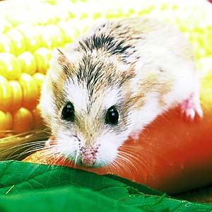 ���{���t�X�L�[�n���X�^�[